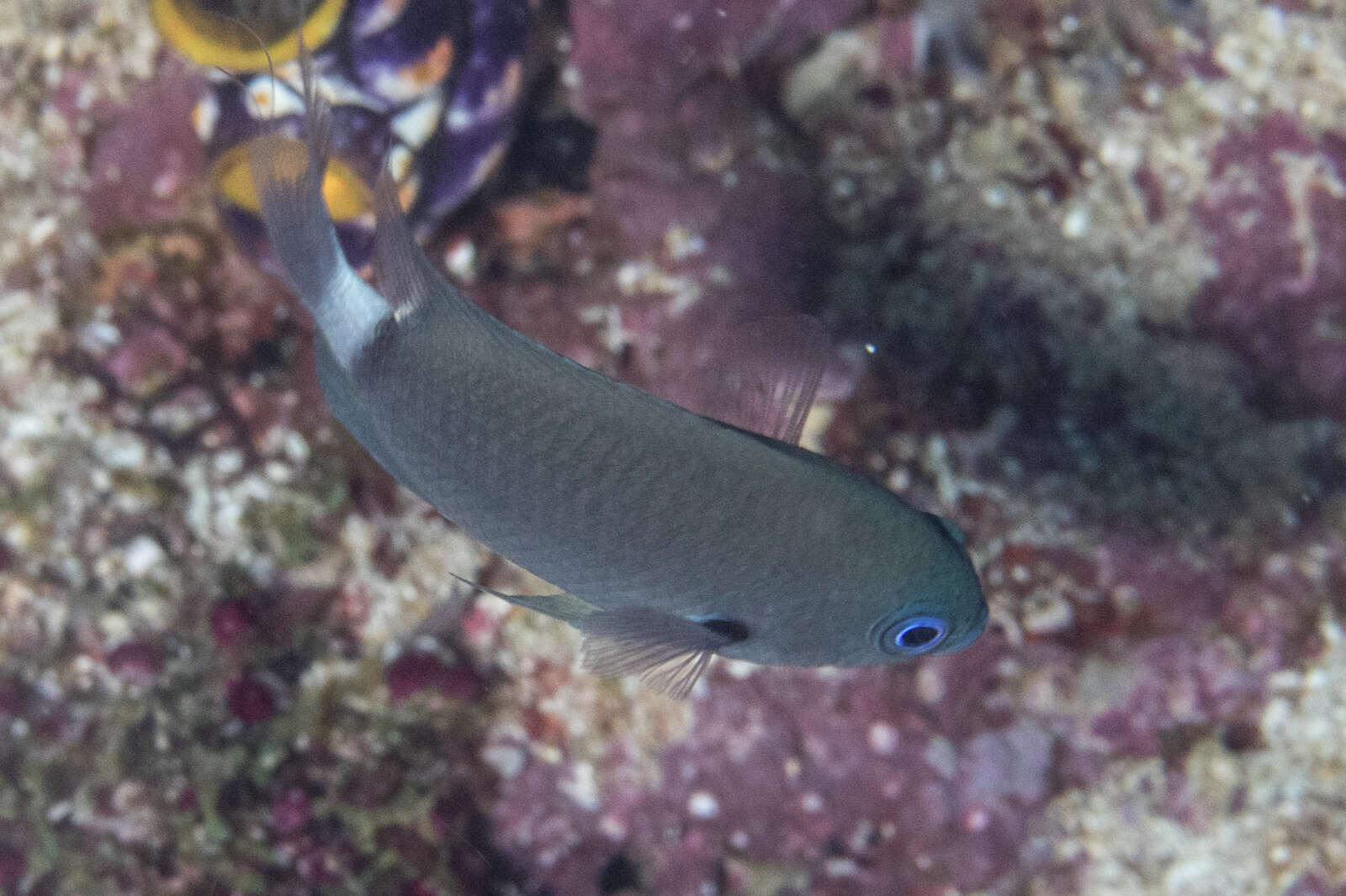 Слика од Pycnochromis delta (Randall 1988)