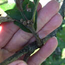 Image of bur oak