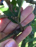 Image of bur oak