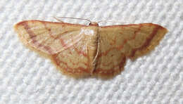 Image of Idaea impexa Butler 1879