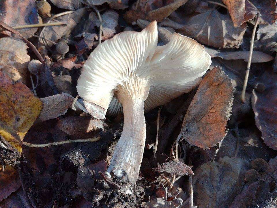 Image of Lepista glaucocana (Bres.) Singer 1951