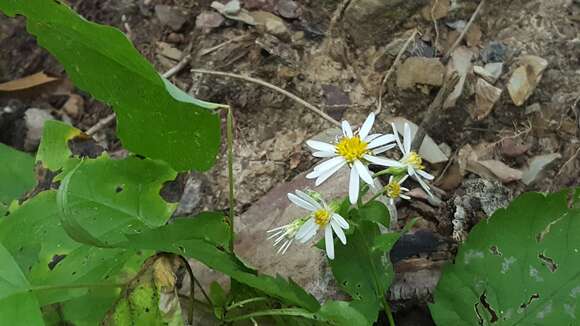 Image of Schreber's aster