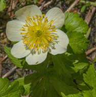 Image of American globeflower