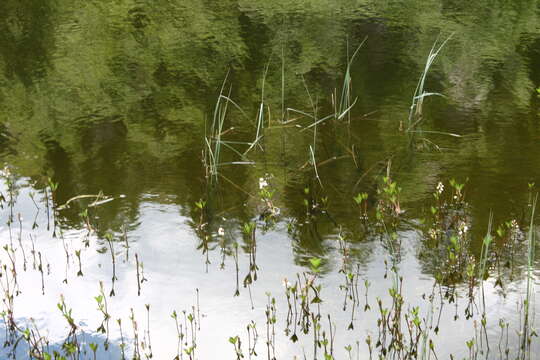 Image of bogbean