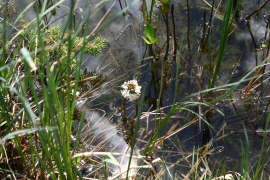 Image of bogbean