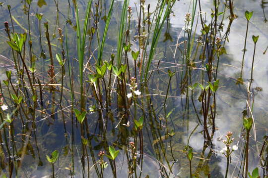 Image of bogbean