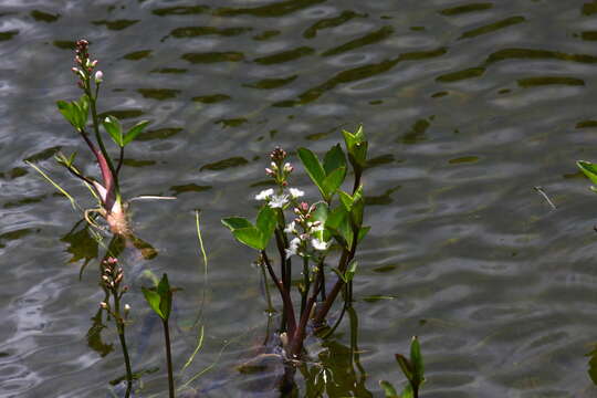 Image of bogbean