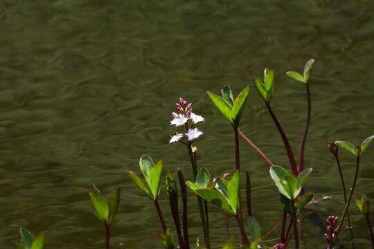 Image of bogbean