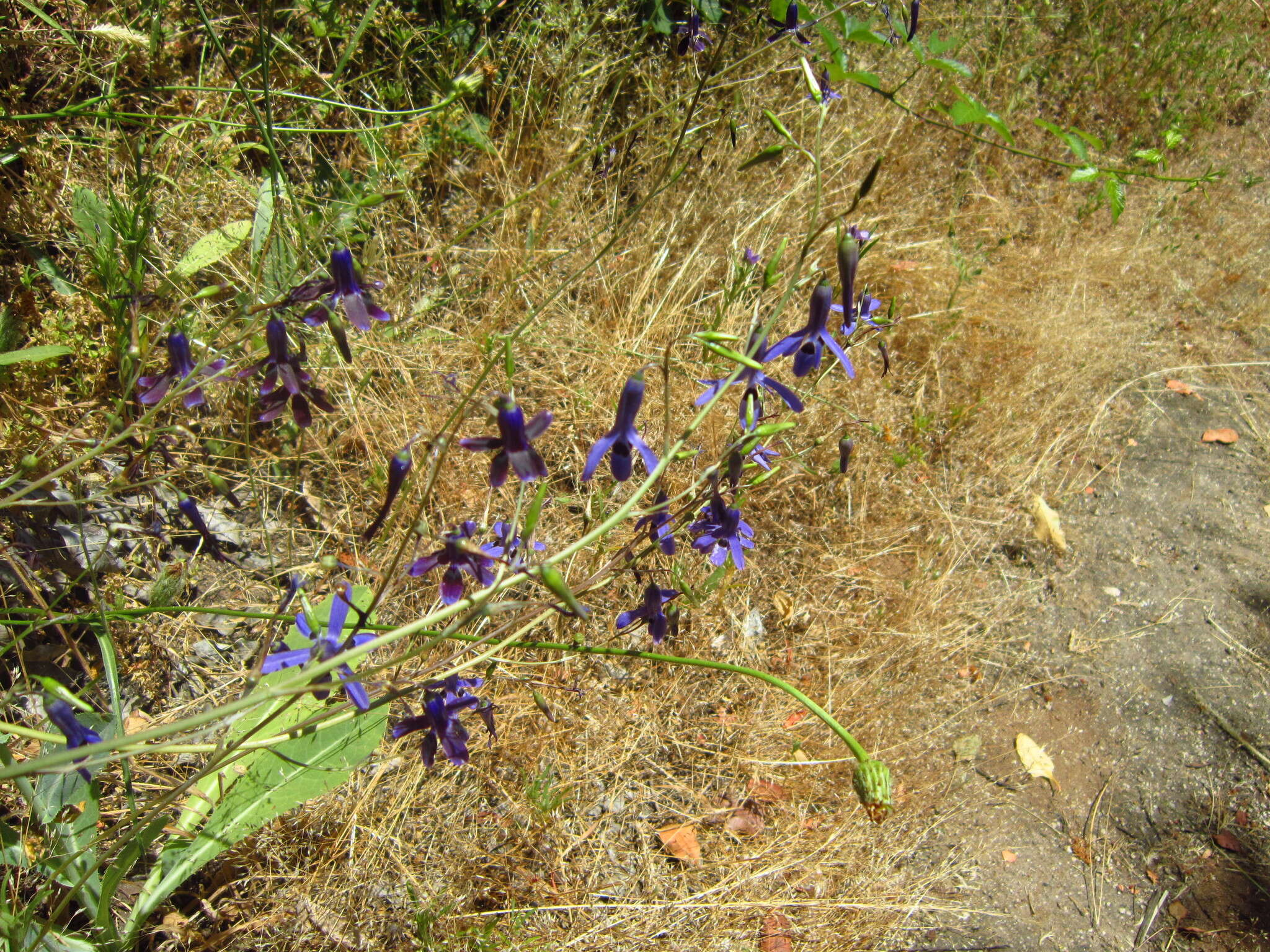 Image of Conanthera trimaculata (D. Don) F. Meigen