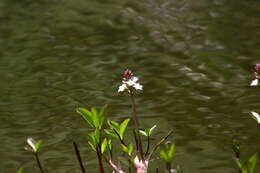 Image of bogbean