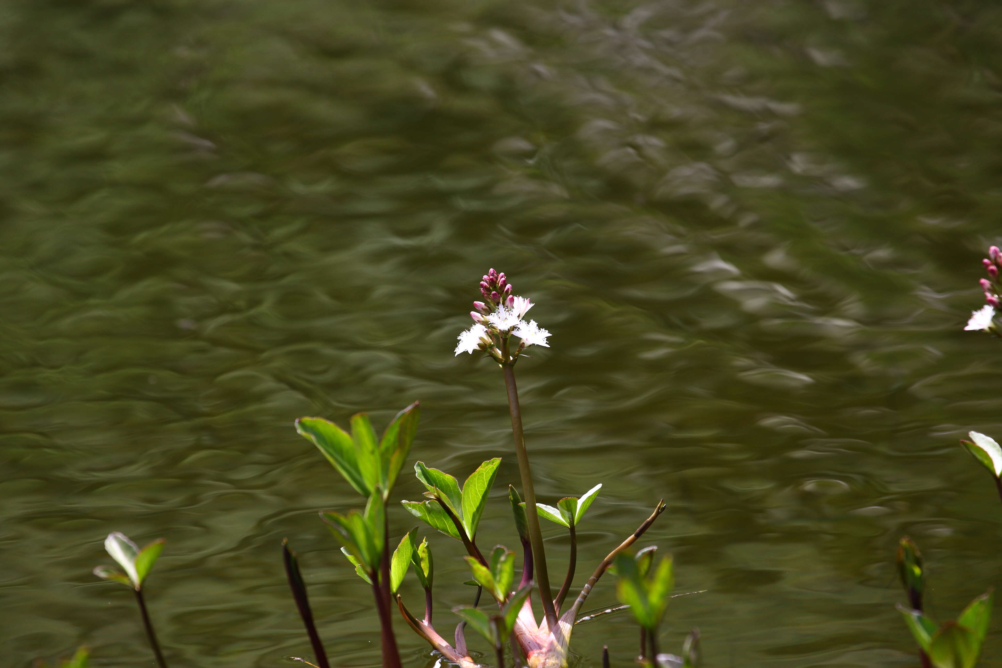 Image of bogbean