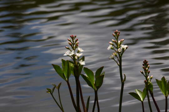 Image of bogbean