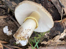 Image de Amanita luteolovelata D. A. Reid 1978