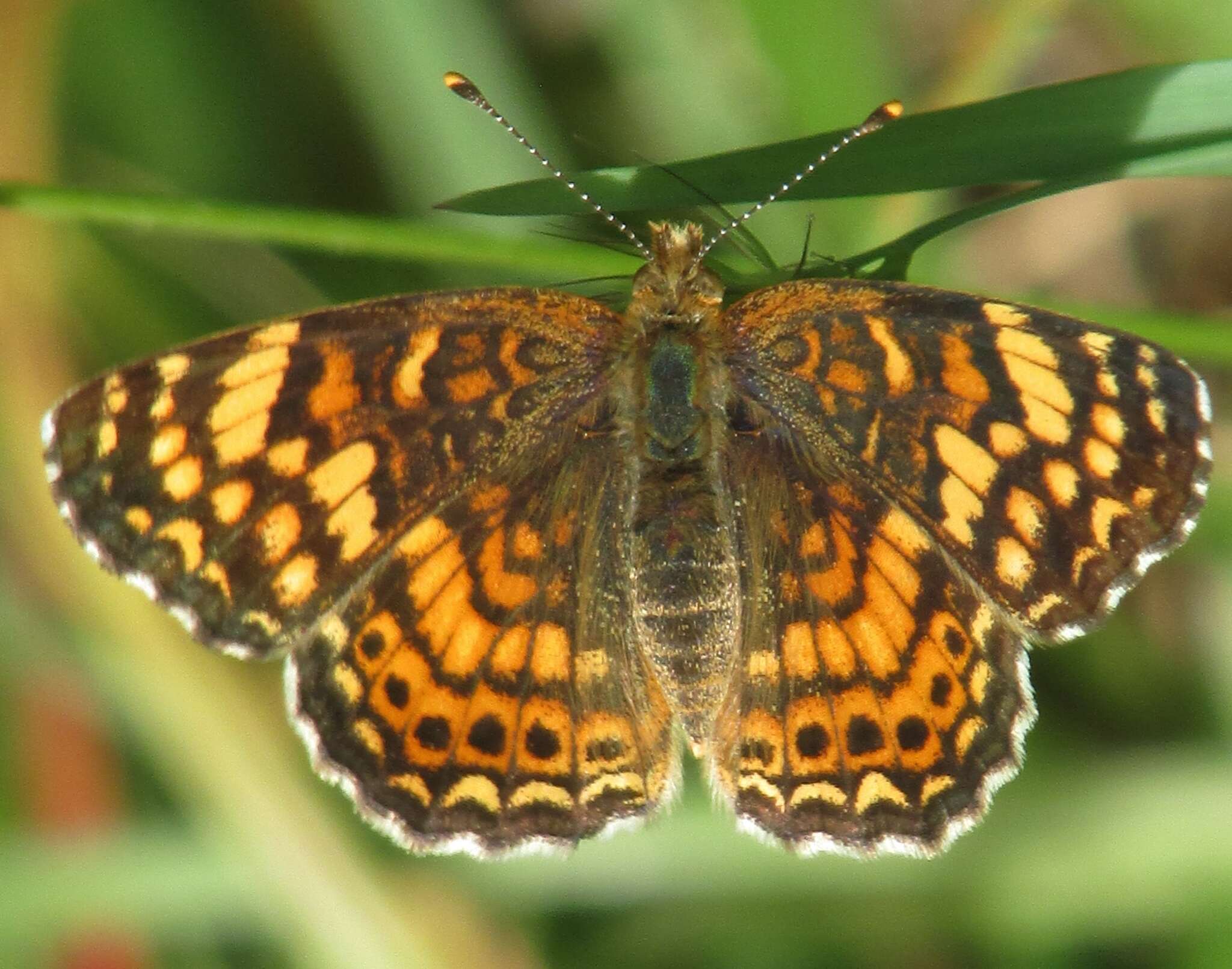 Image of Pearl Crescent