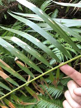 Image of Calamus jenkinsianus Griff.