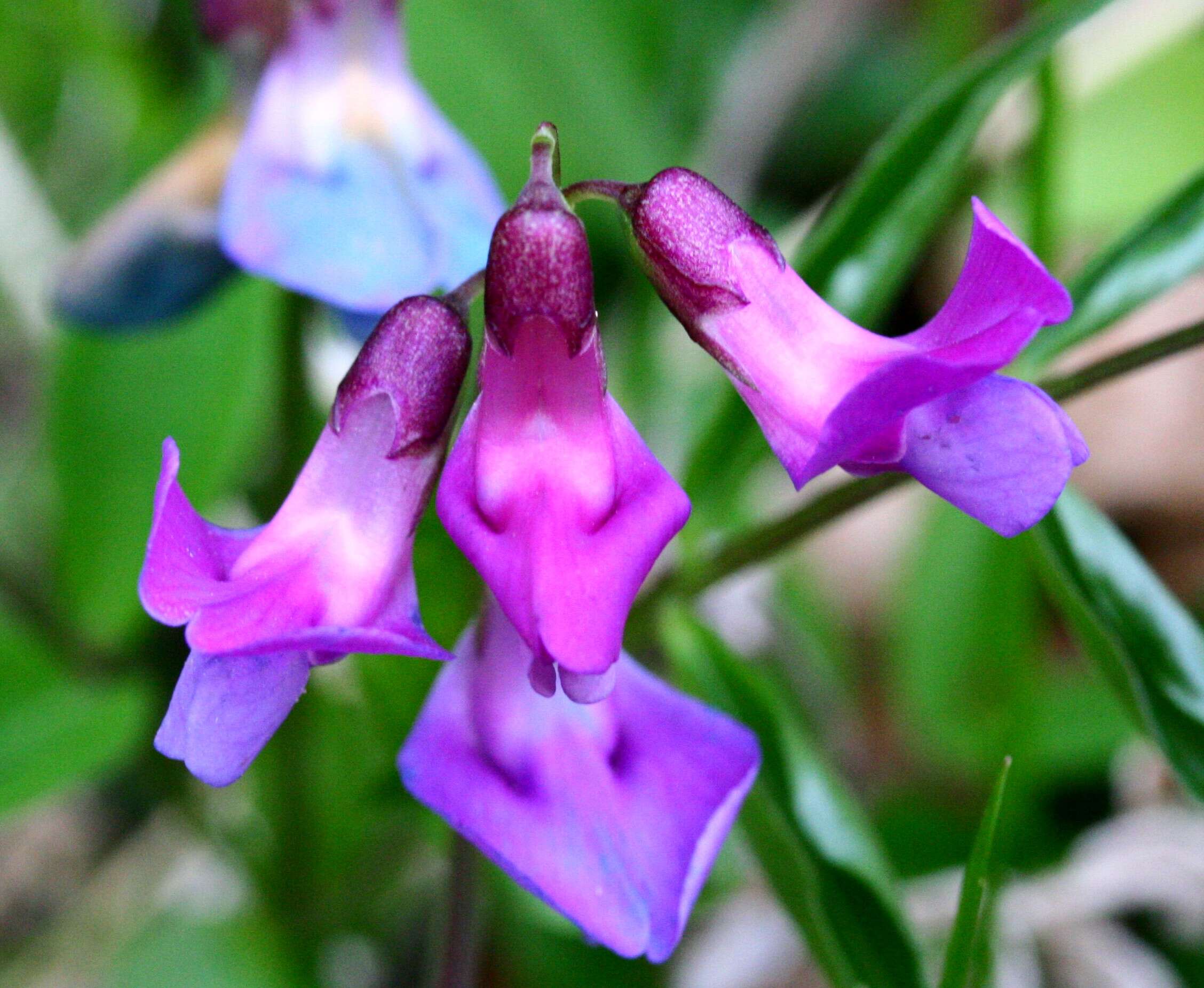 Image of spring pea