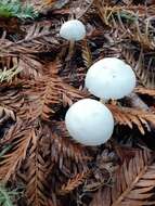 Image of Entoloma adnatifolium (Murrill) Blanco-Dios 2015