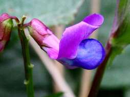 Image of spring pea