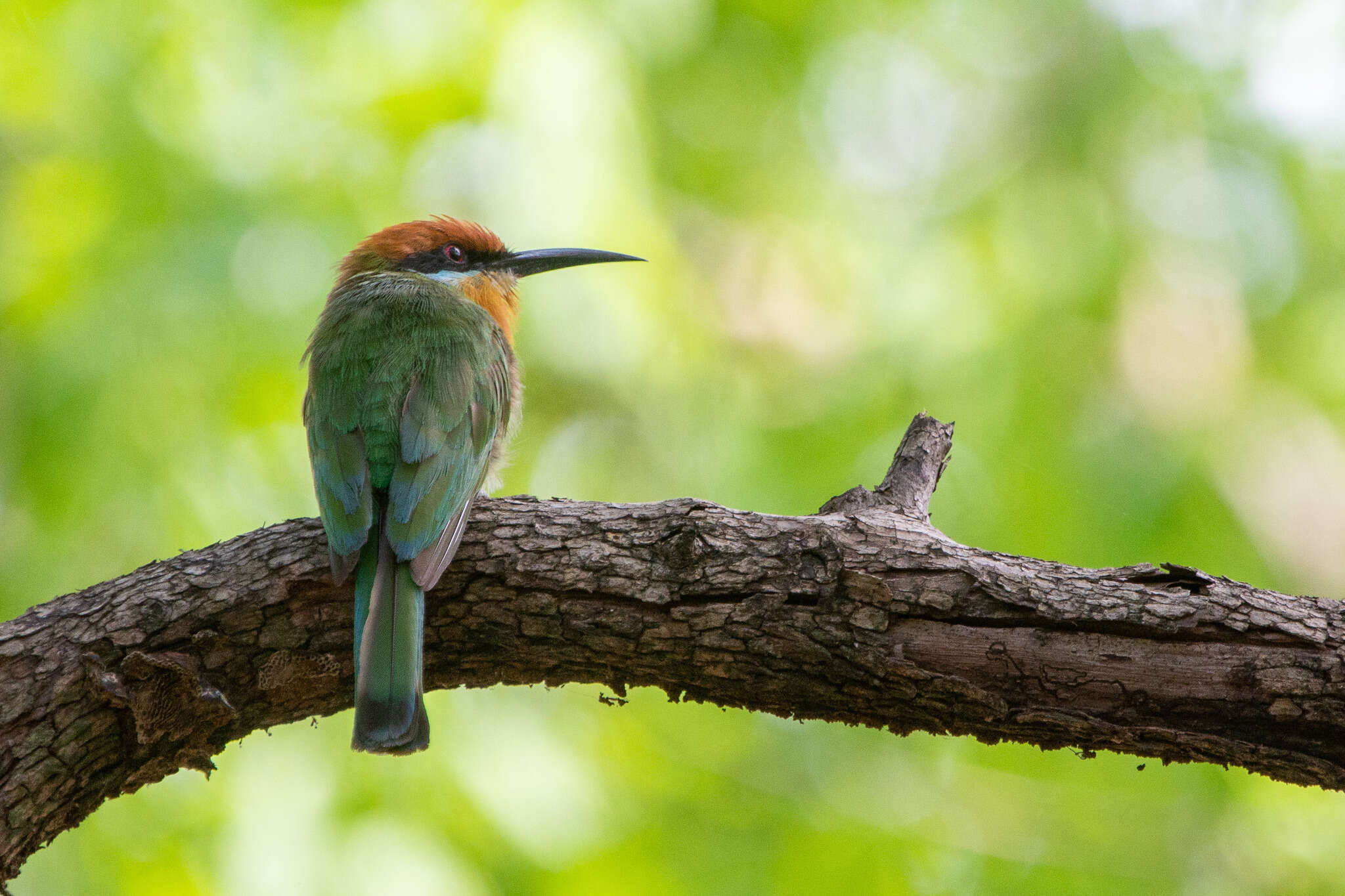 Image of Böhm's Bee-eater