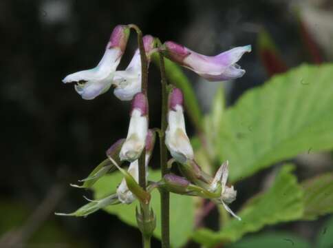 Image of spring pea