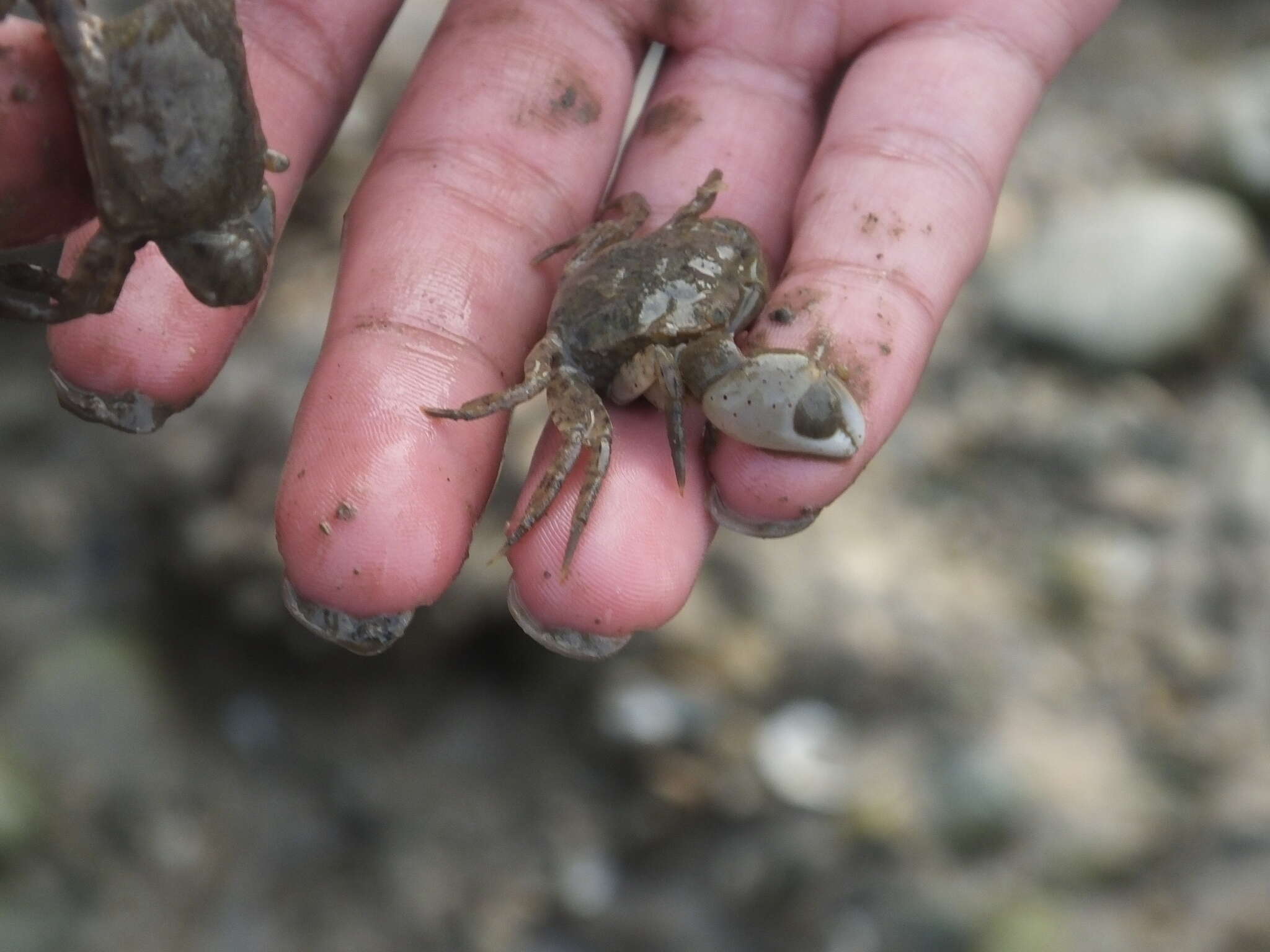 Image of Hemigrapsus penicillatus (De Haan 1835)