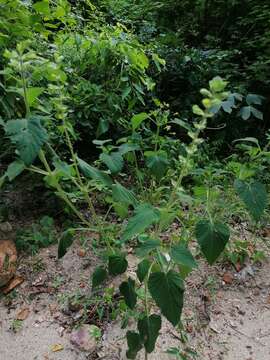 Image of Salvia herbacea Benth.