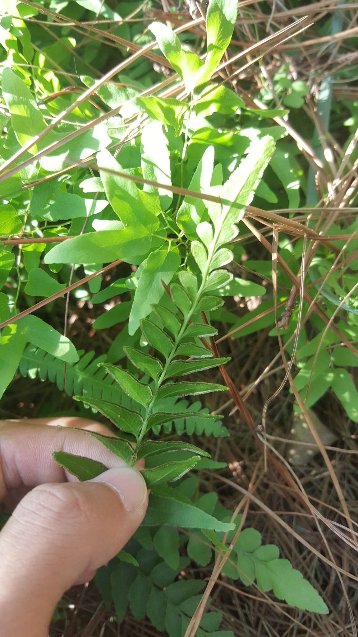 Image of Lindsaea heterophylla Dryand.