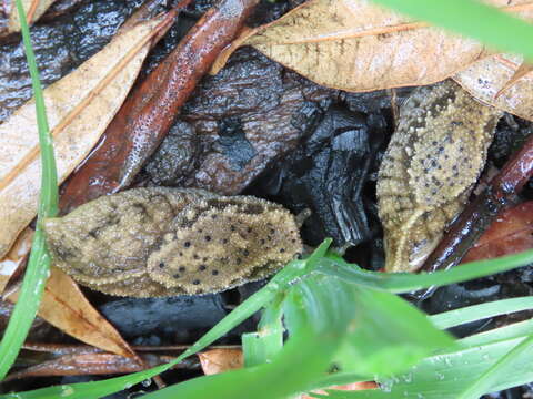 Image of Oopelta nigropunctata Morch 1867