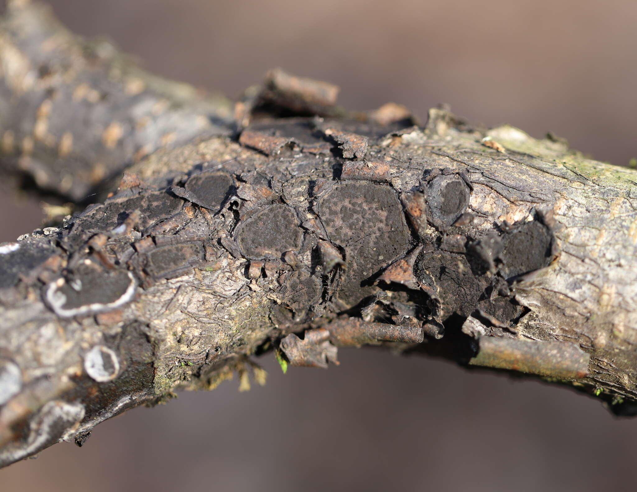 Image de Biscogniauxia granmoi Lar. N. Vassiljeva 1998