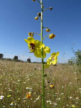 Image of Verbascum barnadesii Vahl