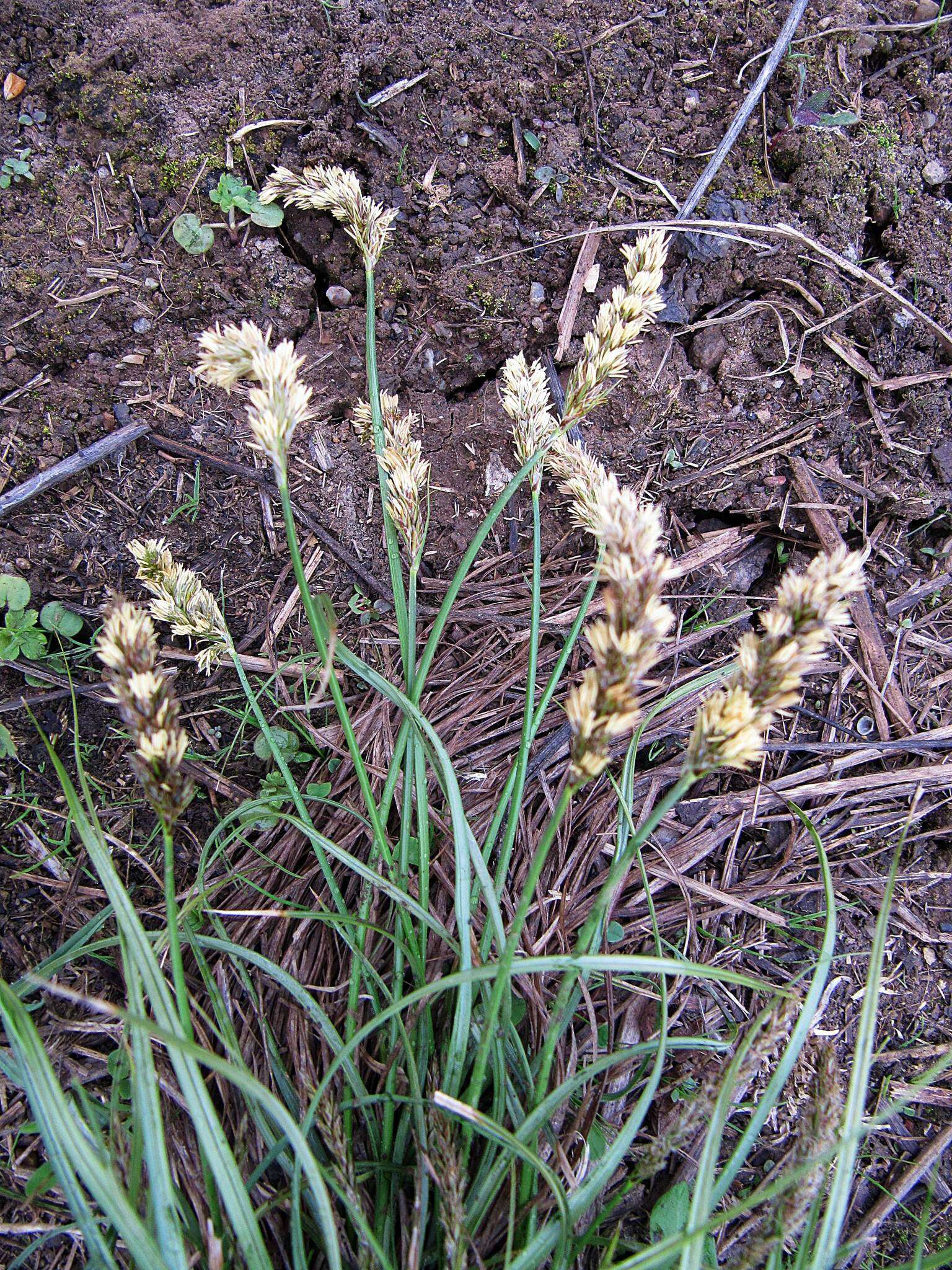 Image of Carex laevissima Nakai