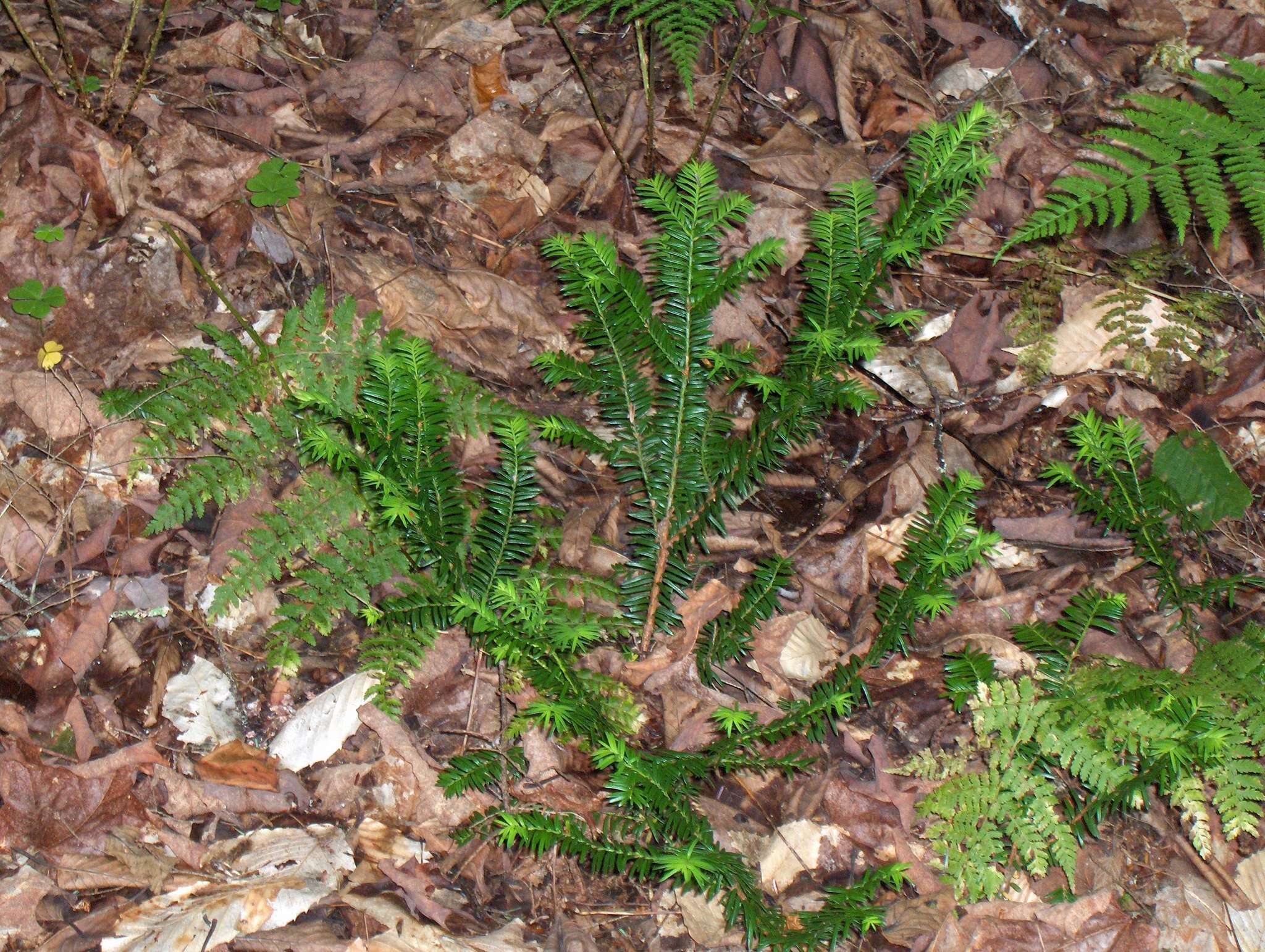 Image of Canada yew