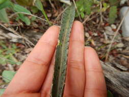 Image of Runyon's huaco