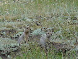 Image of Arctic ground squirrel