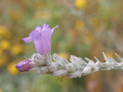 Eremophila nivea R. J. Chinnock resmi