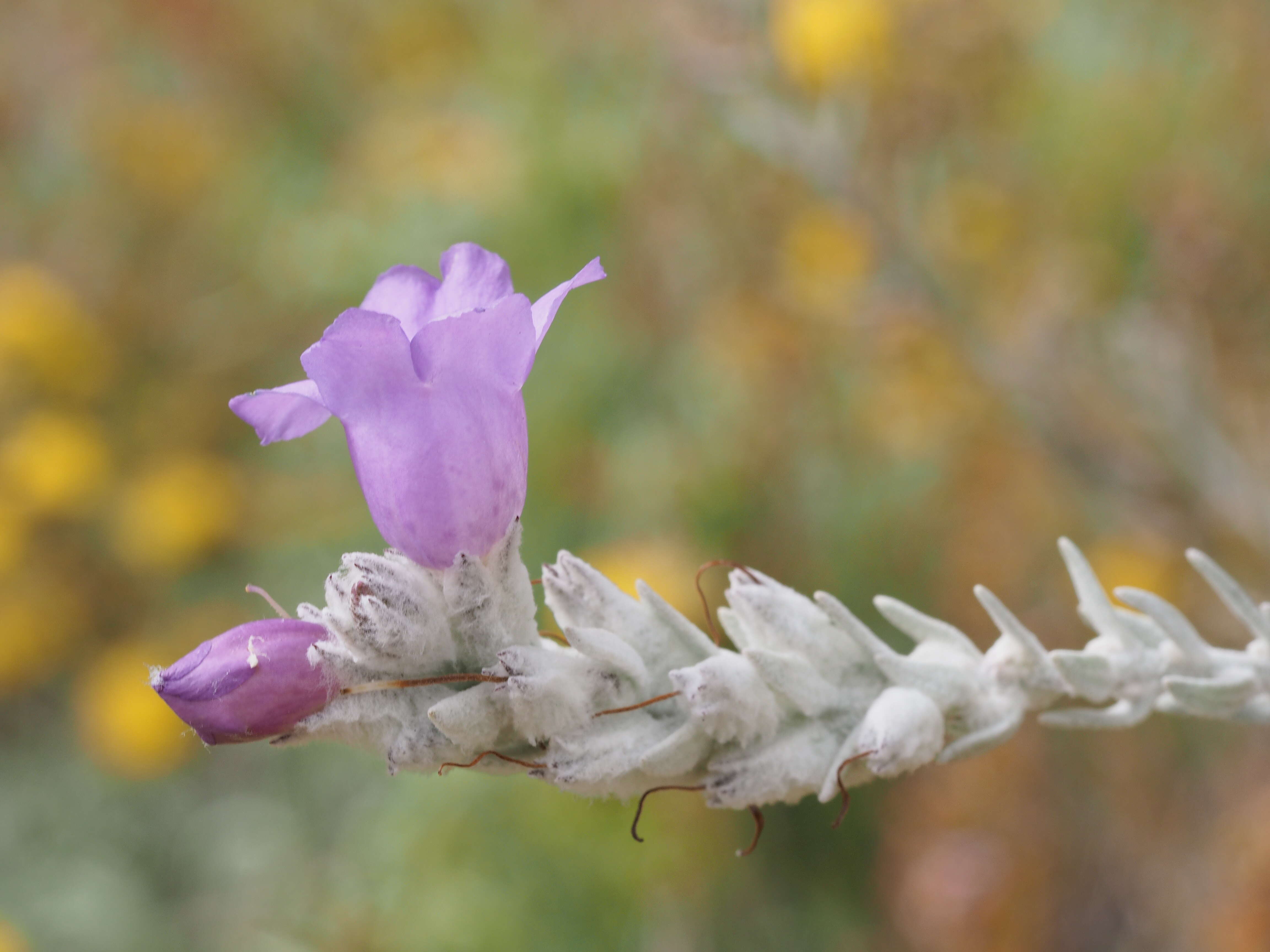 Imagem de Eremophila nivea R. J. Chinnock