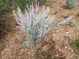 Eremophila nivea R. J. Chinnock resmi