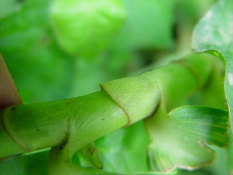 Image of spiral ginger