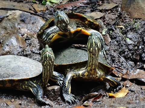 Image of Trachemys grayi panamensis Mccord, Joseph-Ouni, Hagen & Blanck 2010