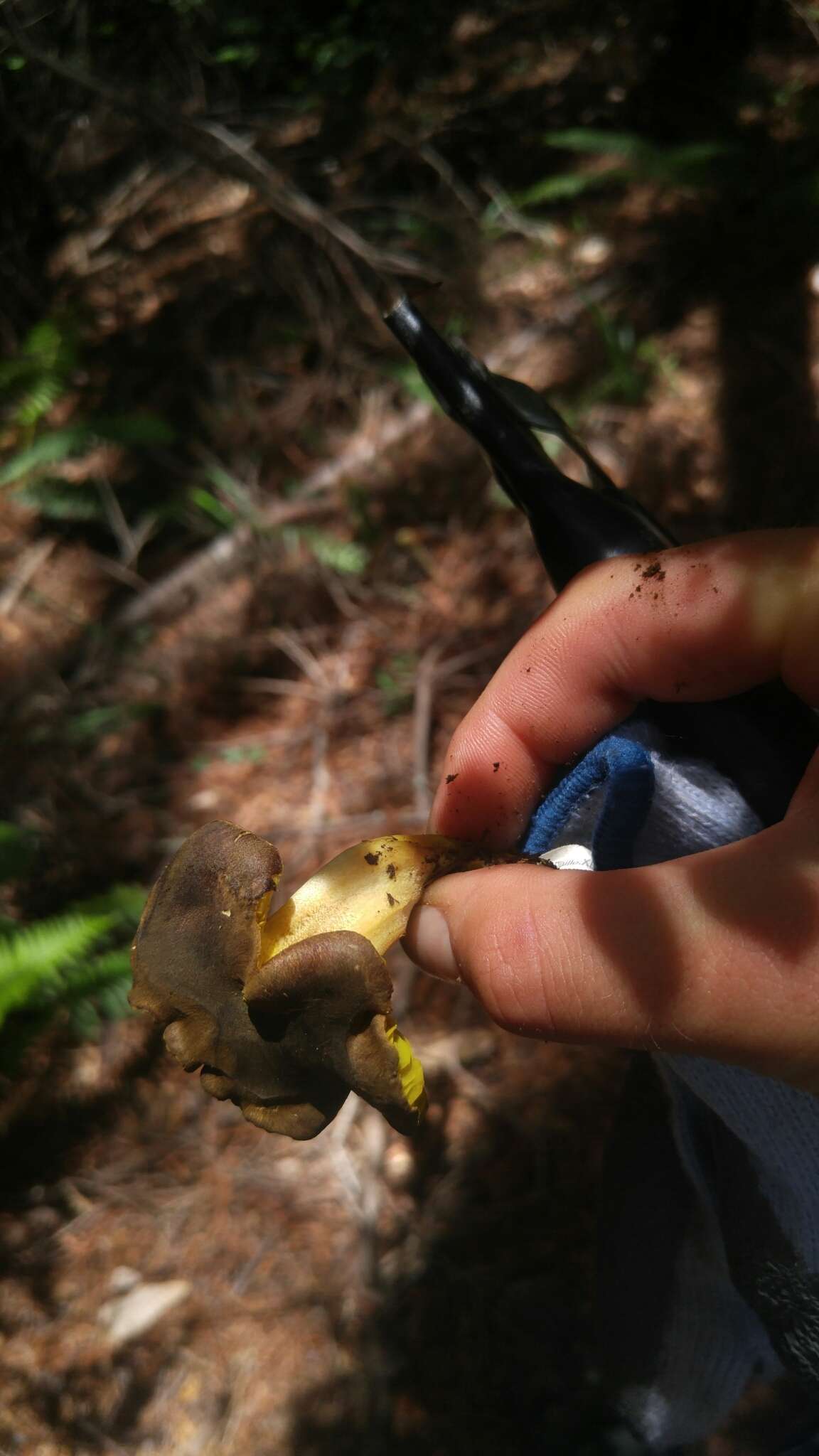 Imagem de Phylloporus arenicola A. H. Sm. & Trappe 1972