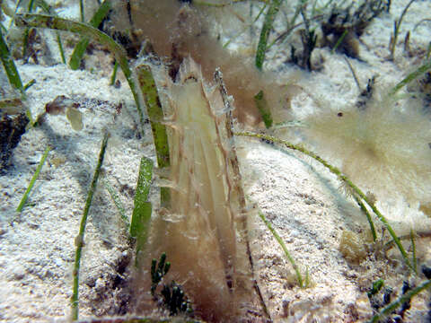 Image of amber pen shell