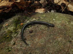 Слика од Plethodon virginia Highton 1999