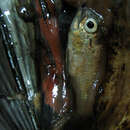 Image of Conchfish