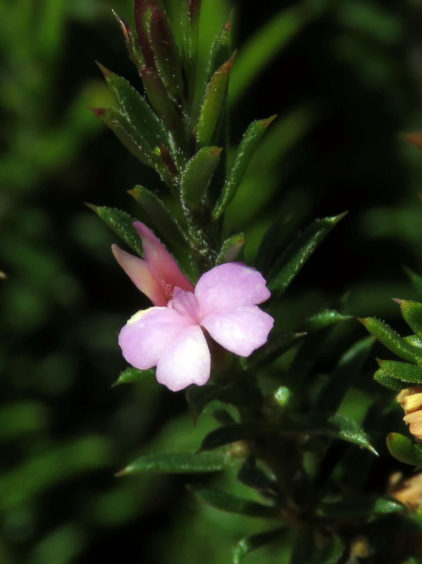 Image of Muraltia brachypetala Dod