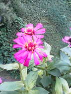 Image of ELEGANT ZINNIA