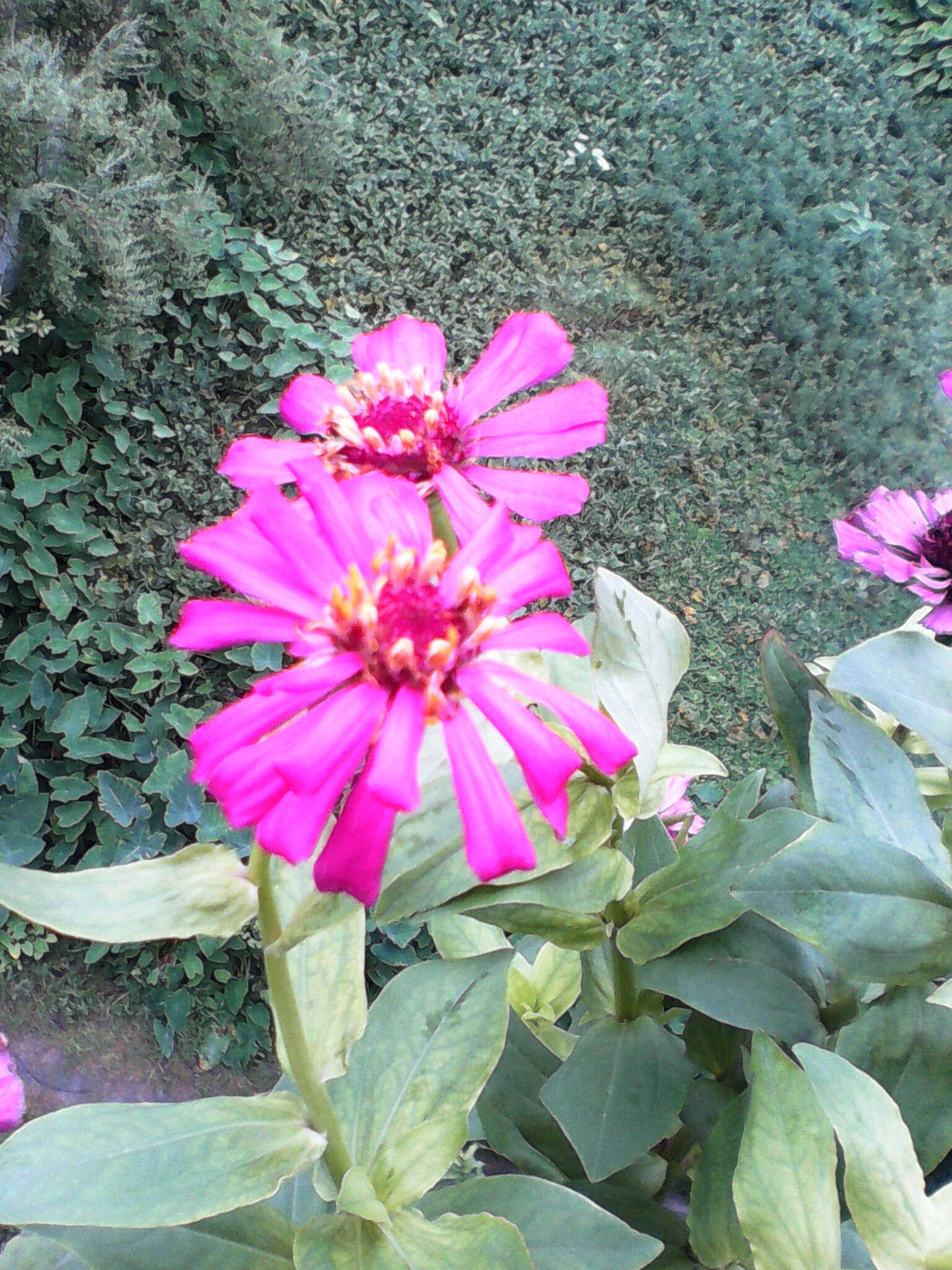 Imagem de Zinnia elegans Jacq.