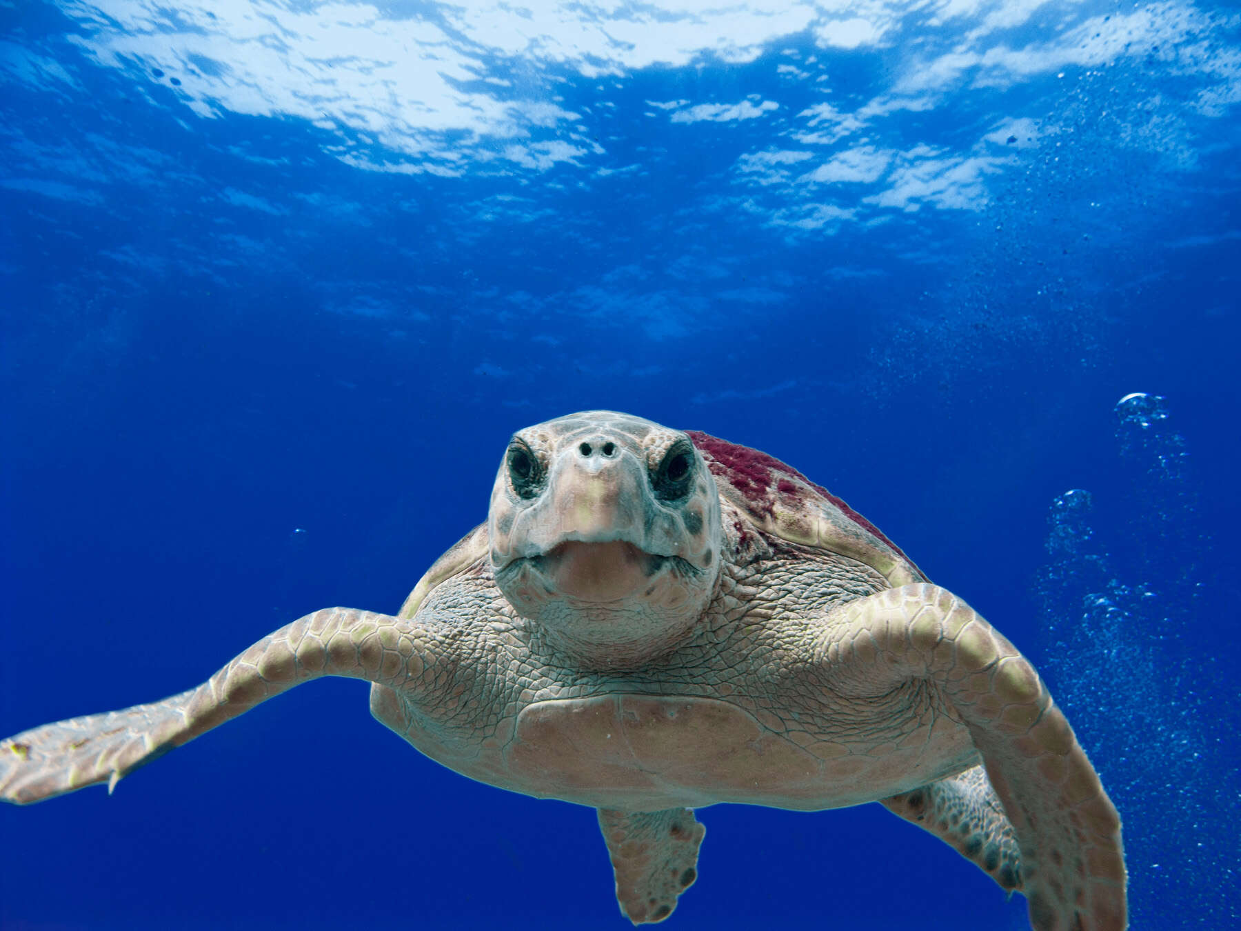 Image of Caretta