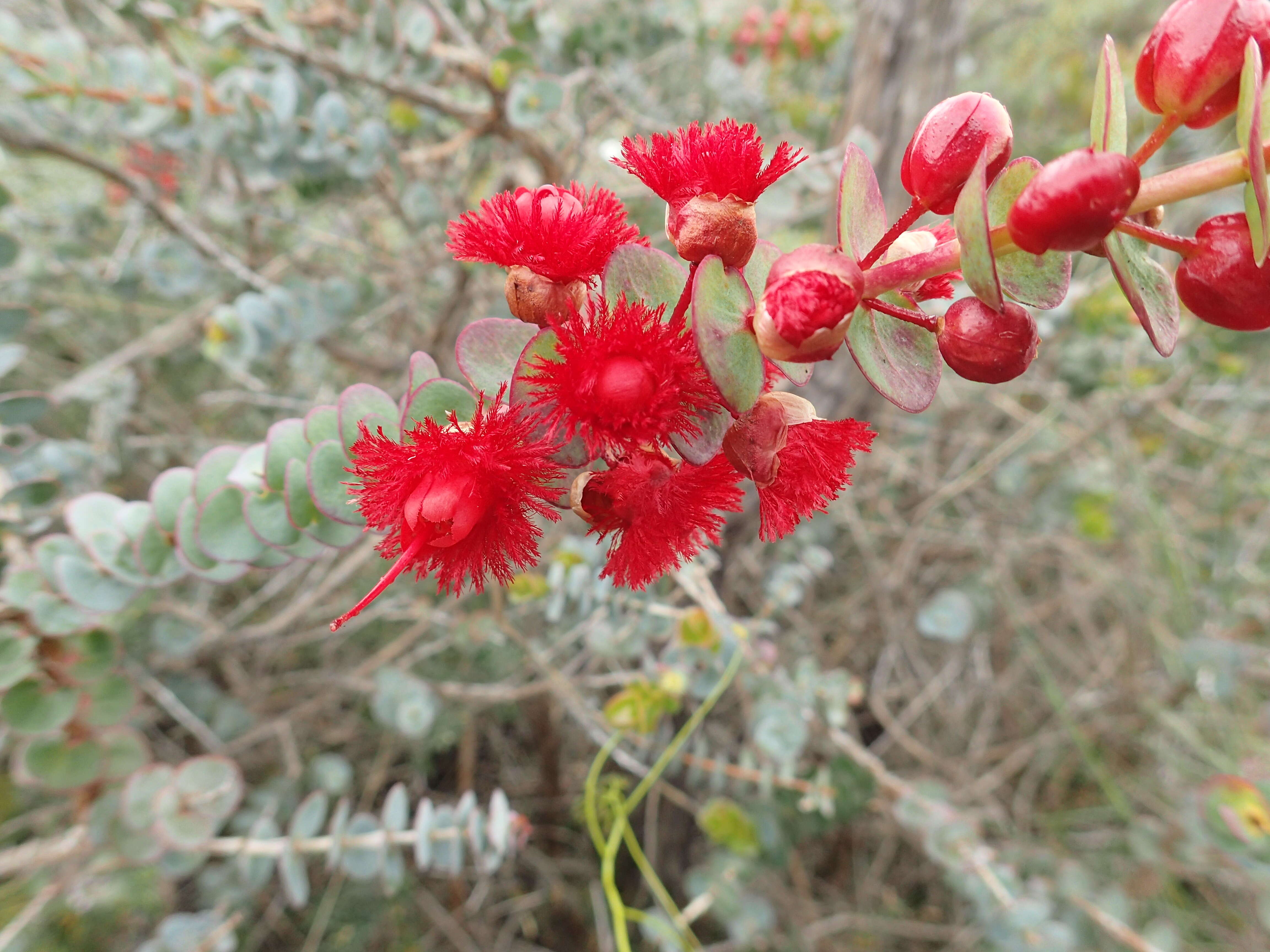 Image of Verticordia grandis Drumm.