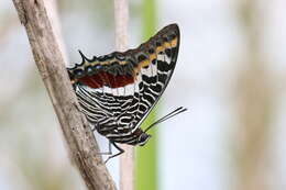 Image of Charaxes castor