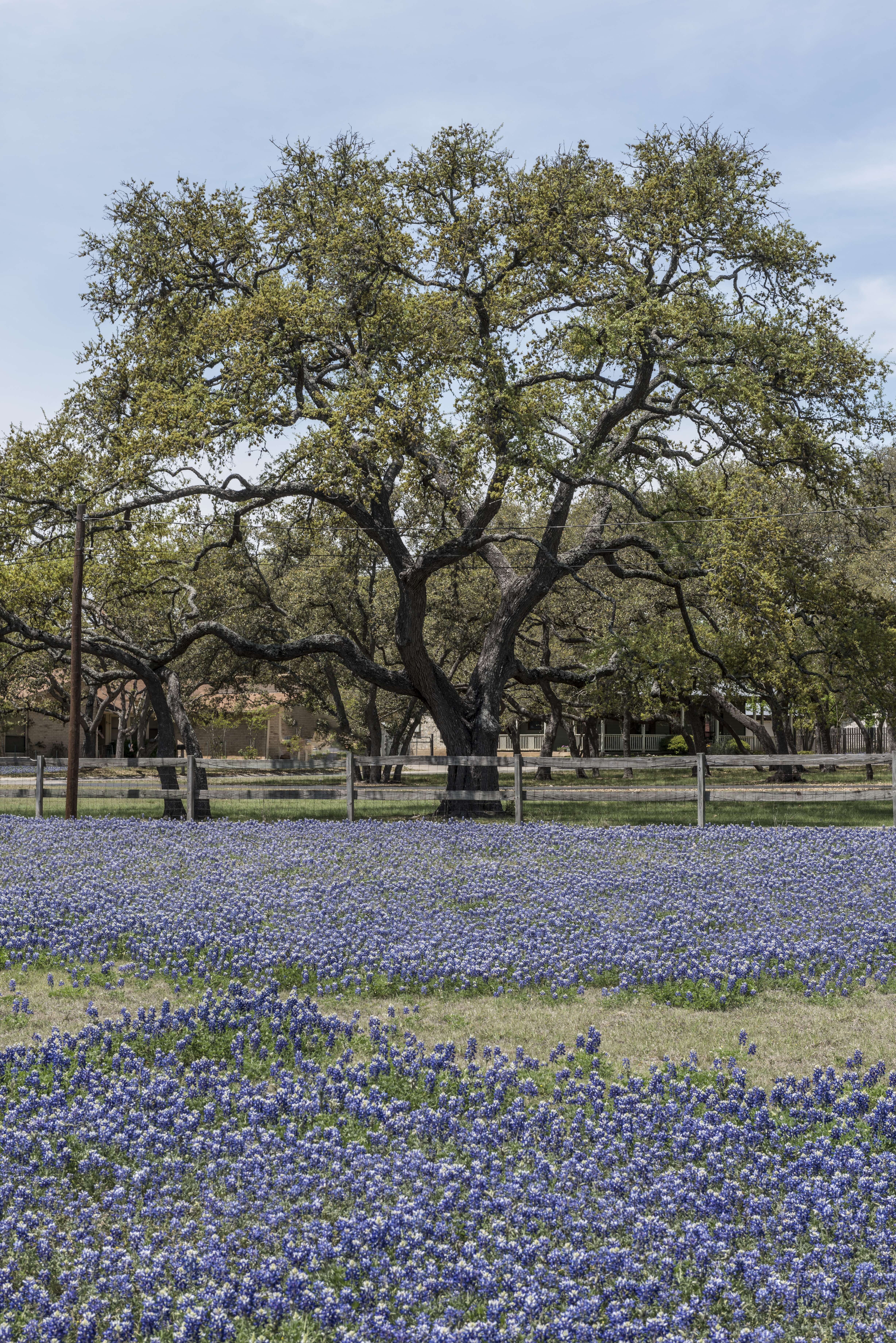 Image of Texas lupine